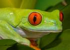 Red-eyed tree frog resting on yellow bromeliad flower plant Art Print